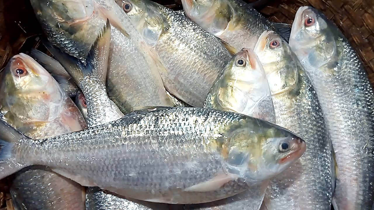 চাঁদপুরে শেষ মুহূর্তে ইলিশের চড়া দাম- খবরটির স্থিরচিত্র