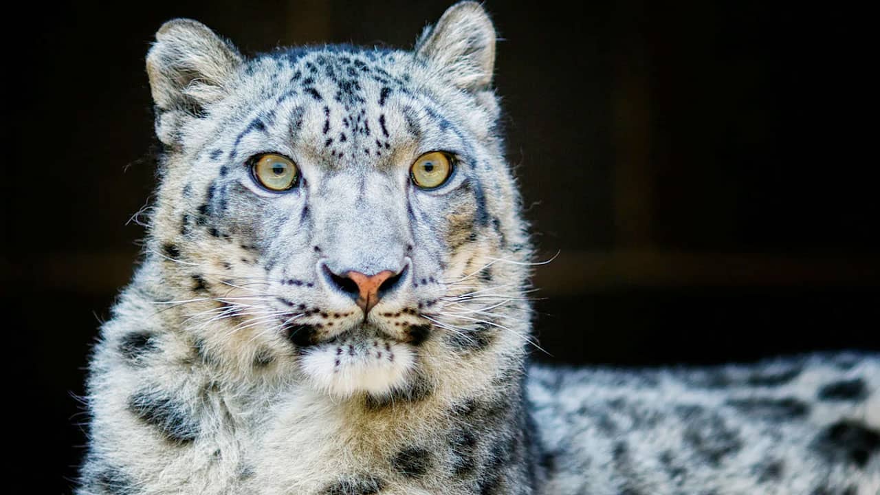 হিমাচলে ৪ বছরে তুষার চিতার সংখ্যা বেড়েছে ৬২ শতাংশ- খবরটির স্থিরচিত্র