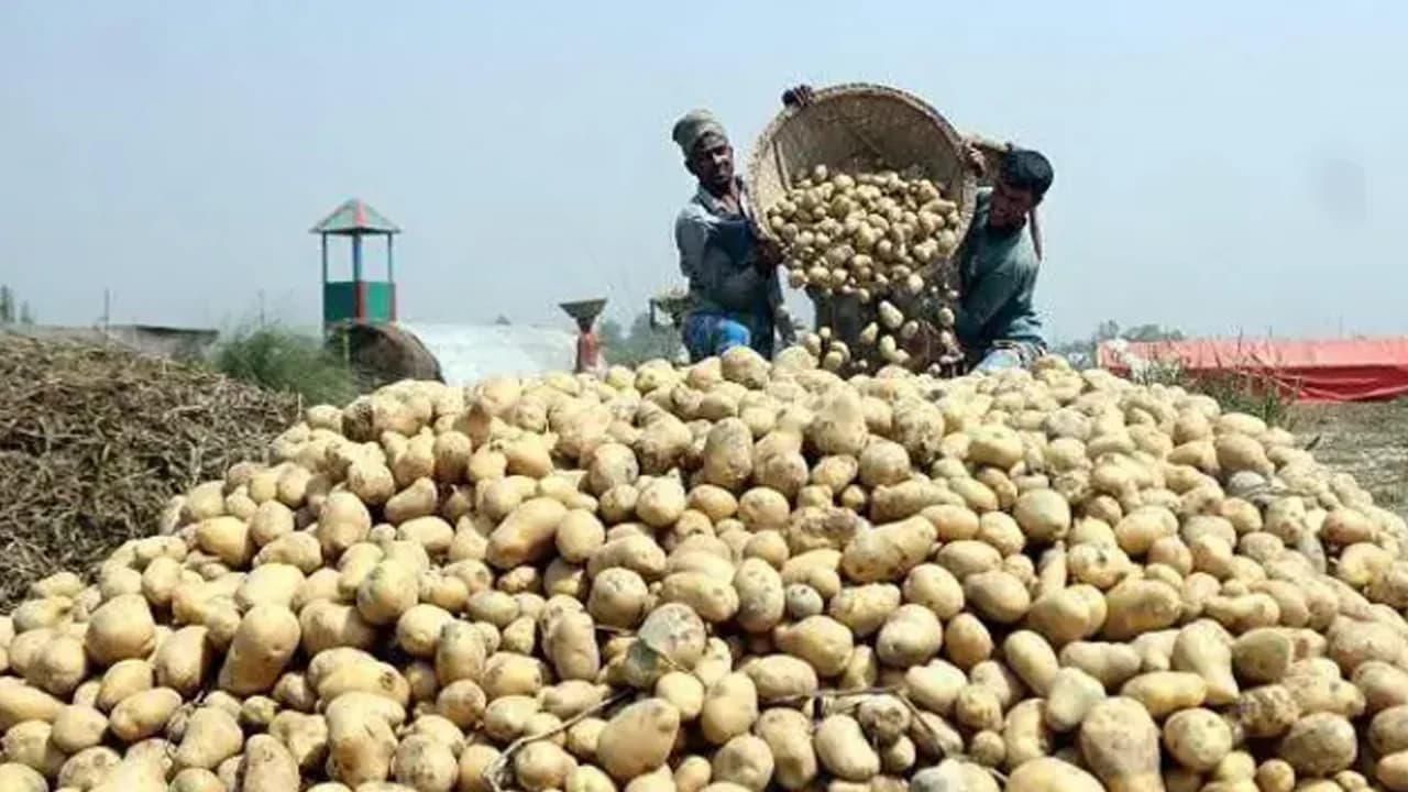 ভিয়েতনামে আলু রপ্তানির অনুমতি পেল বাংলাদেশ- খবরের থাম্বনেইল ফটো